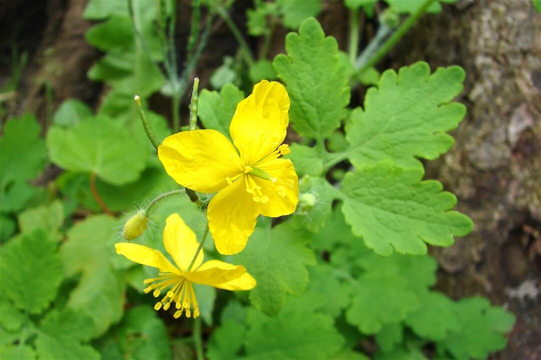 Celandine herb - an effective folk remedy for athlete's foot