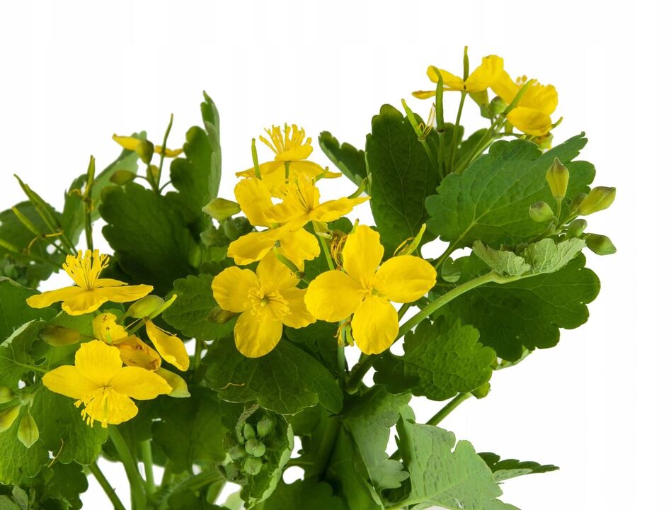 celandine herb against fungi