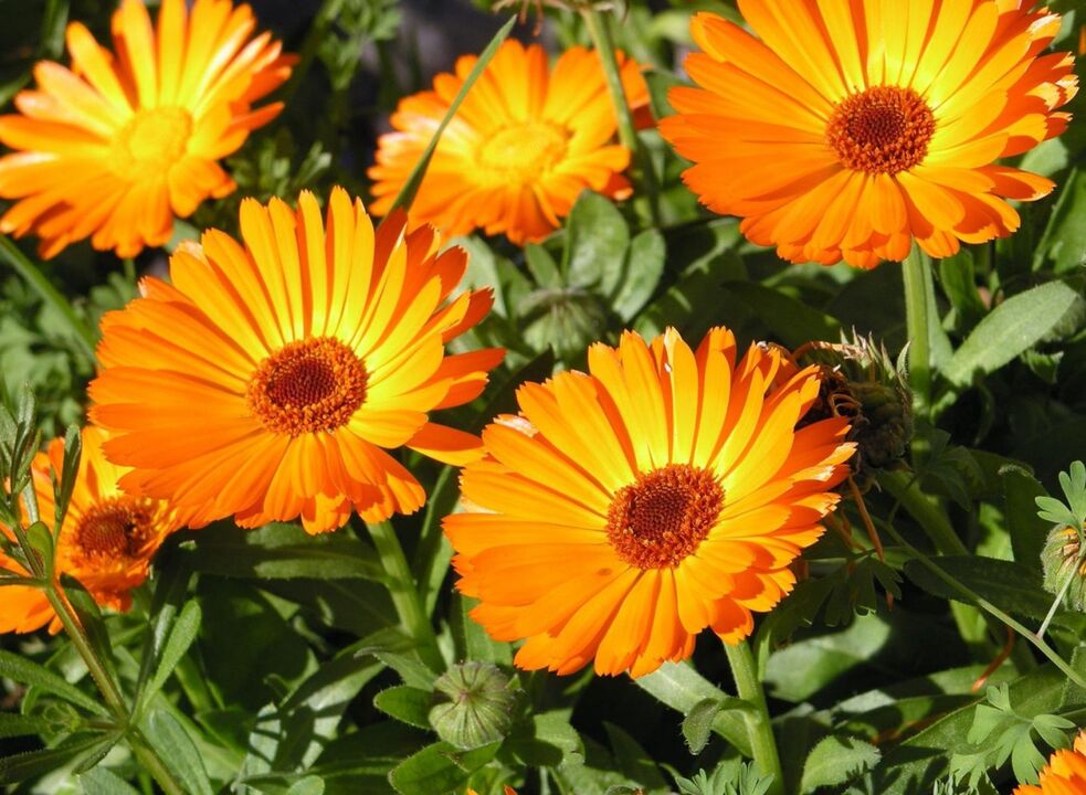 Calendula - a folk remedy to get rid of fungus on the legs